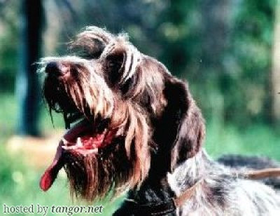 Griffon Korthals 0'AMIE DES GRANDES ORIGINES Griffon Korthals 0'AMIE DES GRANDES ORIGINES